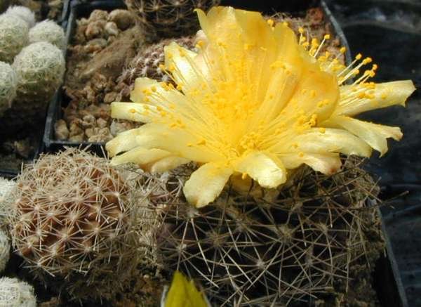 copiapoa_humilis